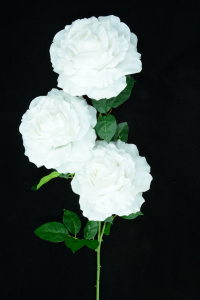 White Open Rose Bush x3  (Lot of 12) SALE ITEM